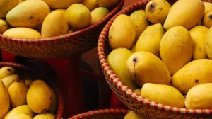 mangoes_what_to_know_1296x728_header-1024x575