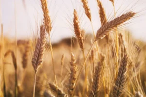 Wheat_photo-cred-Adobe-stock_E-2