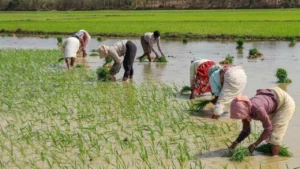 Paddy-Crops