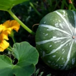 pumpkin_ki_kheti-sixteen_nine