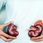 kidney