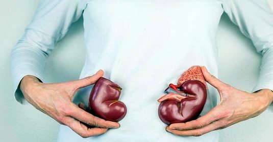 kidney