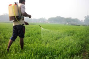 Farmer working in wheat field