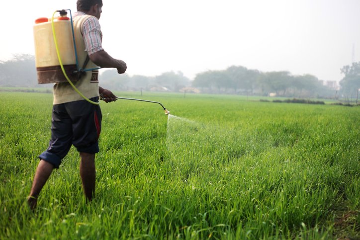 Farmer working in wheat field