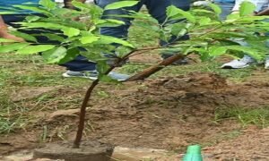 planted-in-Rohtak
