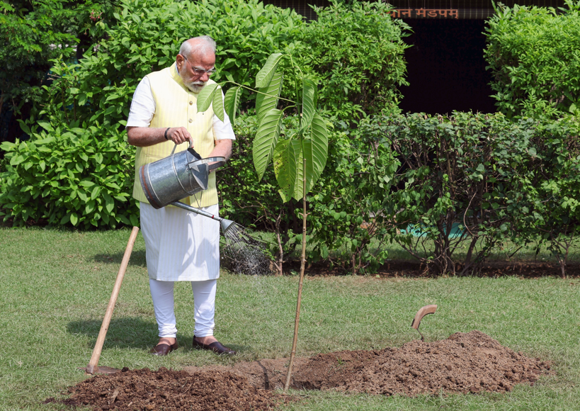 pm-modi-sapling