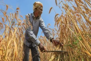 farmers-585x390