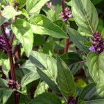 6-75-1768303386-783781-khaskhabar