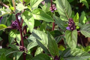 6-75-1768303386-783781-khaskhabar