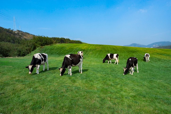 Grass and cows