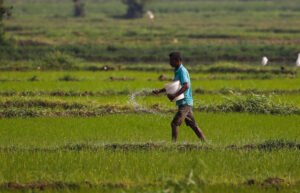 Agriculture In Sri Lanka