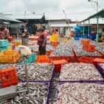 U.S. Tariffs Threaten India's Fishing Industry