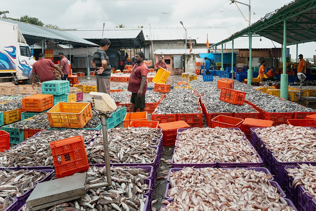 U.S. Tariffs Threaten India's Fishing Industry