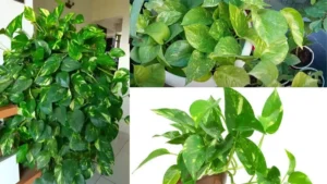 add-a-heading-3-1776068442