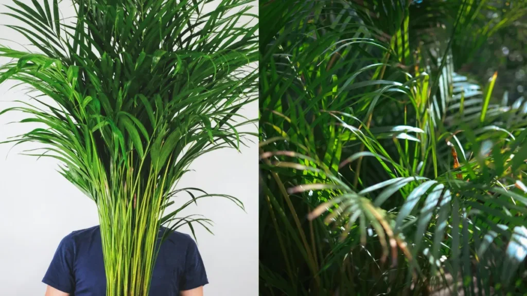 mixcollage-21-apr-2026-07-04-am-3662-1776735301