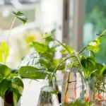 money-plant-facebook-1775730517