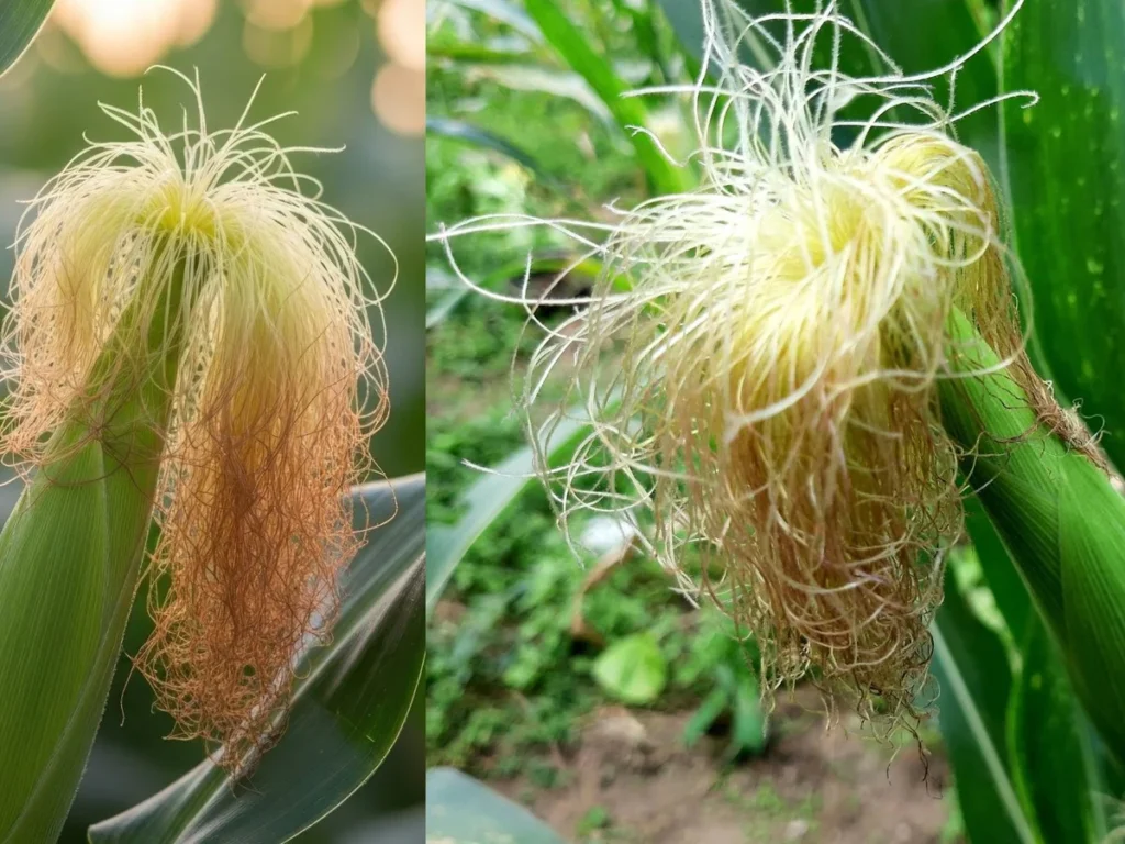 corn-silk_1785467691343_1785467699663_d408742f-3358-4af6-a531-9033821117bd