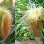 corn-silk_1785467691343_1785467699663_d408742f-3358-4af6-a531-9033821117bd