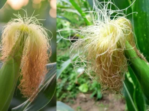 corn-silk_1785467691343_1785467699663_d408742f-3358-4af6-a531-9033821117bd
