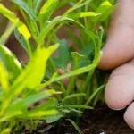 india-fertilizer-supply