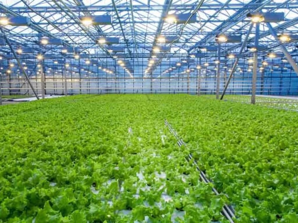 Hort_1787614469593_1787614473334