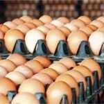 2026_9image_11_03_222736590egg-ll