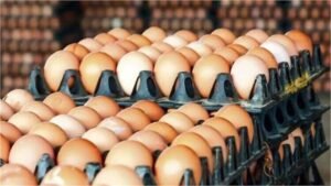 2026_9image_11_03_222736590egg-ll
