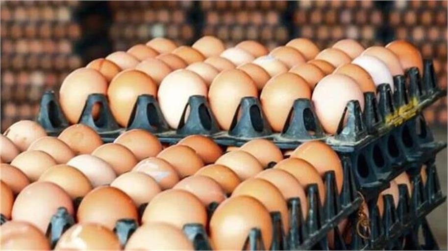 2026_9image_11_03_222736590egg-ll